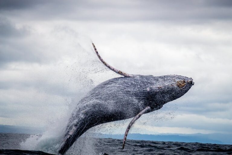 Swimming with Giants: An Unforgettable Whale Watching Experience in Tonga